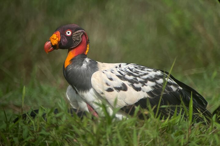 The king vulture (Sarcoramphus papa) EL Zopilote Rey, a resident of Esquipulas Rainforest, Costa Rica.
